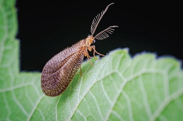 Living males of Dilar lanlingensis.