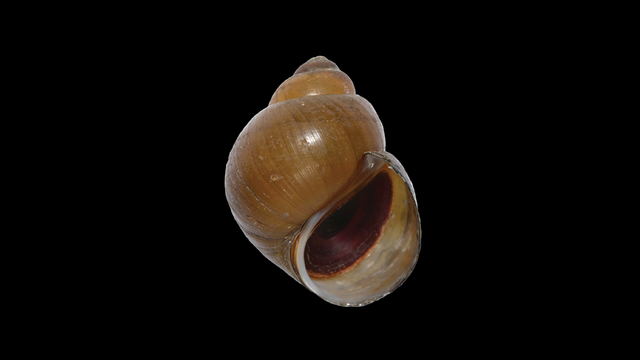 Shupaludina luzhouensis, paratype.