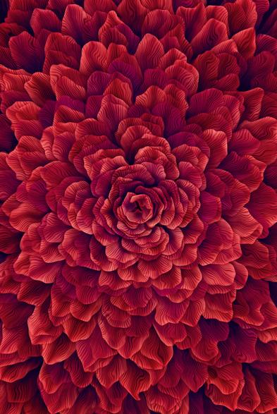 Opulent, artificial red flower for an experimental carpet design (2x3m). From the center, the petals of the flower cover the whole carpet. Screenshot calculated from a handcrafted, colored volumetric field, rendered with the 3D software blender.