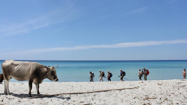 das bild im format 16:9 zeigt eine helle kulisse von einem strand an einem sonnigen tag. im vordergrund links steht eine einzelne kuh mit hellem, bräunlich-grau-weißem fell, die in richrung bildmitte schaut. im hintergrund, in einiger entfernung, wandert eine gruppe von sechs personen nach links den strand entlang. sie scheinen eine wandergruppe zu sein, da sie rucksäcke tragen und wanderstöcke benutzen. der strand erstreckt sich bis zu einem klaren, türkisblauen meer, das sich perfekt mit dem strahlend blauen himmel verbindet. eine einzelne frau in badebekleidung steht am rechten bildrand und blickt auf die wandergruppe. der sand ist hell und mit etwas treibholz und pflanzenresten übersät.