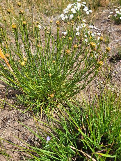 A grassland close-up, centering a bushy herb with bronze-tinged globular flowerheads atop its many stems
