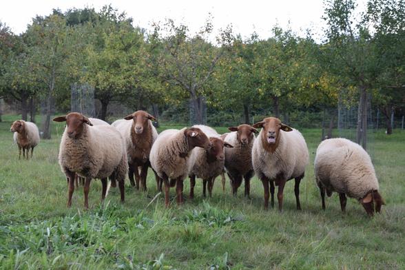 Eine Gruppe von acht Schafen steht nebeneinander frontal Richtung Kamera. Fünf Schafe schauen Richtung Kamera, ein Schaf blökt dabei, das Schaf ganz rechts frisst gerade. Ein weiteres Schaf steht links weiter hinten und schaut in eine andere Richtung. Die Schafe haben braune Beine und Kopfpartien, ihr Fell ist wollweiß. Sie stehen auf einer Wiese, der Hintergrund ist komplett von Apfelbäumen eingenommen. Darüber ein Stück weißlich-grauer Himmel.