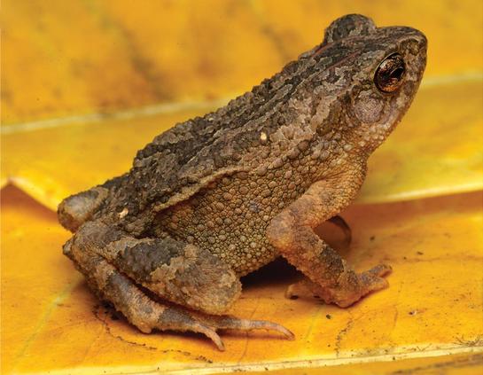 Holotype of Ingerophrynus chrysolophus in life in situ.