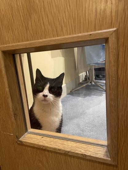 Black and white cat looking quizzically through a glass panel in a door