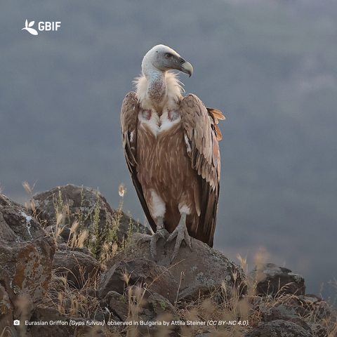 Photograph of a vulture standing on a rock