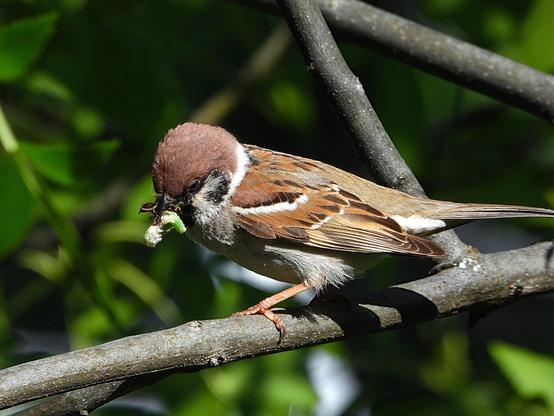 El pájaro está posado en la rama de un árbol y tiene en el pico unas larvas de insectos que ha caado.
Es el más pequeño de los gorriones europeos presenta una coloración parecida a la del gorrión común, es decir, dorso marrón listado de negro y pecho gris muy claro. Se diferencia, no obstante, del común por su extensa capucha de color acastañado y por una llamativa mancha negra que destaca vivamente en la blanca mejilla. Además, luce un collar blanco, que se interrumpe en la nuca. El pico es robusto  y tiene un babero d color negro.

Si estás leyendo este texto es porque tienes dificultades de visión y espero que te haya ayudado a ver la imagen. Si no ha sido así, te agradecería los comentarios.
Si lo has leído aunque ves la imagen sin problemas recuerda que debes poner un texto alternativo en tus archivos multimedia para que todo el mundo pueda disfrutarlos.
