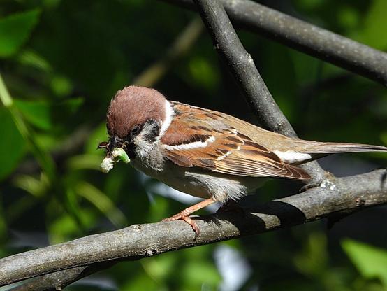 El pájaro está posado en la rama de un árbol y tiene en el pico unas larvas de insectos que ha caado.
Es el más pequeño de los gorriones europeos presenta una coloración parecida a la del gorrión común, es decir, dorso marrón listado de negro y pecho gris muy claro. Se diferencia, no obstante, del común por su extensa capucha de color acastañado y por una llamativa mancha negra que destaca vivamente en la blanca mejilla. Además, luce un collar blanco, que se interrumpe en la nuca. El pico es robusto  y tiene un babero d color negro.

Si estás leyendo este texto es porque tienes dificultades de visión y espero que te haya ayudado a ver la imagen. Si no ha sido así, te agradecería los comentarios.
Si lo has leído aunque ves la imagen sin problemas recuerda que debes poner un texto alternativo en tus archivos multimedia para que todo el mundo pueda disfrutarlos.
