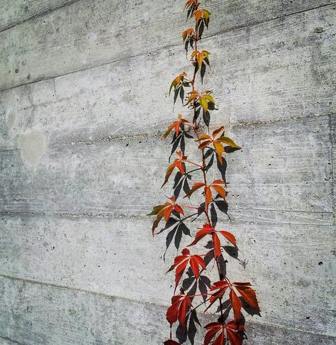 Eine Rankpflanze klettert an einer hässlichen Betonwand hoch. Ihre Blätter sind von rot über orange bis hin zu gelb gefärbt.
