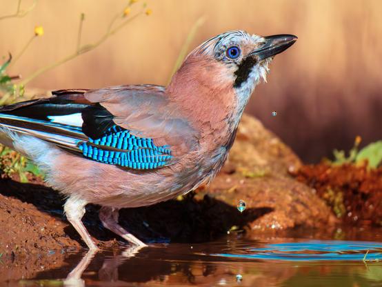 𝗣𝗶𝗰𝘁𝘂𝗿𝗲 𝗗𝗲𝘀𝗰𝗿𝗶𝗽𝘁𝗶𝗼𝗻 (𝗘𝗻𝗴): A jay quenches its thirst at a waterhole. The snapshot has frozen a few drops of water that appear suspended in the air as they fall from the bird's beak. The light is intense and natural, highlighting the bird's vivid colors and the warm, blurred background and some yellow flowers.

𝗗𝗲𝘀𝗰𝗿𝗶𝗽𝗰𝗶𝗼́𝗻 (𝗘𝘀𝗽): Un arrendajo sacia su sed en un bebedero, la instantánea ha congelado algunas gotas de agua que aparecen suspendidas en el aire al caer del pico del ave. La luz es intensa y natural, destacando los colores vivos del ave y el fondo de tonos cálidos y desenfocados, y algunas flores amarillas.
