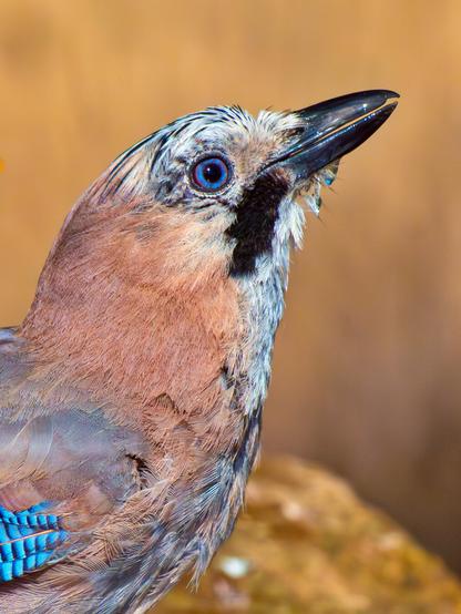 𝗣𝗶𝗰𝘁𝘂𝗿𝗲 𝗗𝗲𝘀𝗰𝗿𝗶𝗽𝘁𝗶𝗼𝗻 (𝗘𝗻𝗴): Close-up of the head of a Eurasian jay, highlighting the vivid colors of this corvid's plumage against a blurred golden background, typical of summer mornings in the interior of the Iberian Peninsula.

𝗗𝗲𝘀𝗰𝗿𝗶𝗽𝗰𝗶𝗼́𝗻 (𝗘𝘀𝗽): Primer plano de la cabeza de un arrendajo eurasiático resaltando el vivo colorido del plumaje de este córvido, contra un fondo difuminado y dorado, propio de las mañanas de verano en el interior de la Península Ibérica.