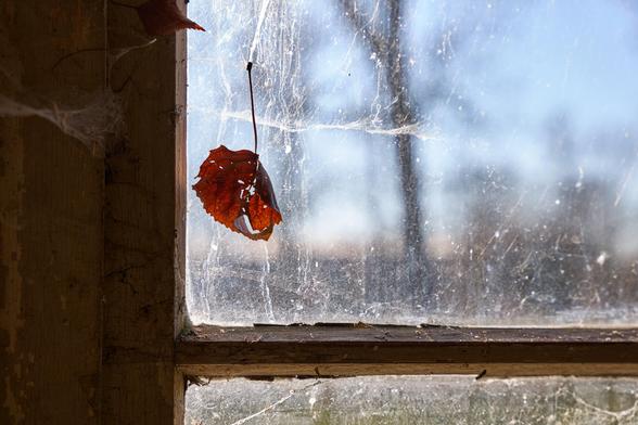Blick auf einen Teil eines alten Fensters. Das Fenster ist bedeckt mit Spinnenweben. In ihnen hat sich ein trockenes Blatt verfangen.