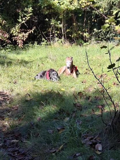 Two galgo espanol resting on green and sunny  grass in a shaded area surrounded by trees. One dog has a black and gray nose wearing a red harness, while the other is a light brown and white dog also wearing a red harness. The sun shines through the trees, creating a peaceful atmosphere.