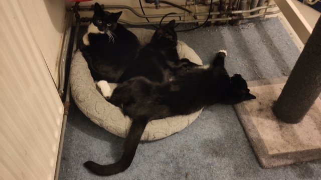 Drie zwart-witte katten liggen samen in één mandje. Het past eigenlijk net niet.