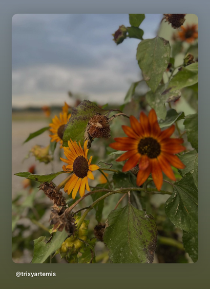 Golden and red sunflowers with deep amber centers cluster in a bush, their petals glowing like late sunlight. The foliage is a mix of earthy greens and hints of burnt sienna, echoing the season’s shift. Above, cloudy skies stretch wide, painted in slate grey, soft and muted backdrop, capturing the moody calm of an autumn afternoon.