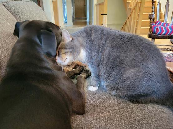 Stella (the dog) and Erik (the cat) are fond of one another; photo of a gray-and-white cat nuzzling a black dog