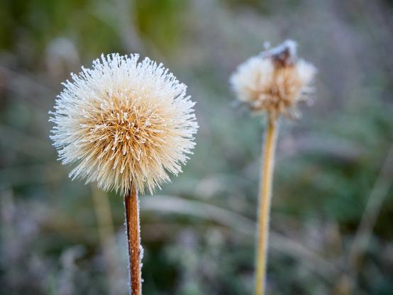 Frost-covered dandelion seed head in sharp focus against a blurred natural background.