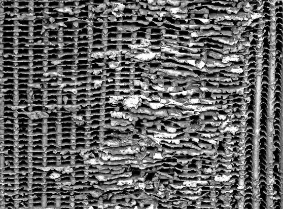 🌬️ No creo en el mal, creo solo en el horror. En la naturaleza no existe el mal, solo la abundancia de horror: las plagas, los males, las hormigas y los gusanos. (Karen Blixen)
📷 Imagen: Pedro Martínez © ¿Más fotos?: martinezcorada.es