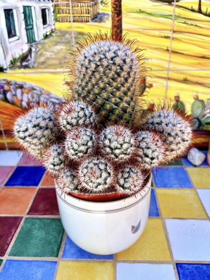 Remember the hugging silken pincushion cactus I shared a few months ago 👉🏻 https://gram.social/p/elsua/829730902820817449 ? Well, 5 months later, it's now gotten kids! 😍👍🏻

No more hugging, folks, it's now a full weapon of thorns ready to hit and cause damage. Ouchie! 😜