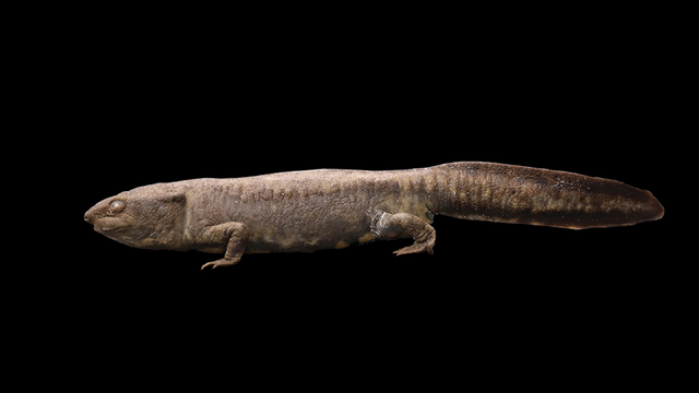 Holotype of Paramesotriton wumengshanensis. Lateral view.