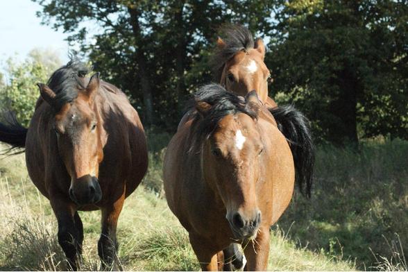 Trzy gniade, śląskie klacze idą w stronę fotografującego. Za nimi wysokie drzewa, wokół sucha, pożółkła trawa.