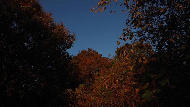 Herbstliche gelb, orange gefärbte Bäume mit einem blauen Himmel im Hintergrund