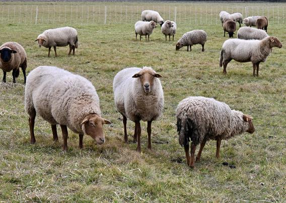 Ein Schafherde weidet auf einem grasgewachsenen Feld. Drei Schafe stehen im Vordergrund, wobei das mittlere direkt in die Kamera schaut.