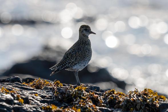 A Golden Plover bird standing on brown coloured seaweed covered rocks, the background is the sparkling sea, forming circles of bokeh in the lens. The bird is mottled back, brown, white and golden