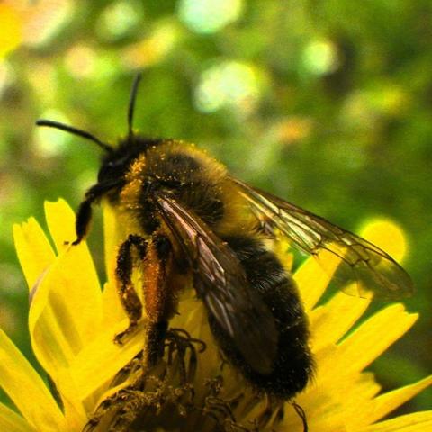 Close-up of a bee covered in pollen while perched on a bright yellow flower, with its translucent wings and fuzzy body in focus against a blurred green background