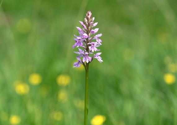 The flowering head of a pink/purple Orchid with the flowers open an the bottom and closed at the top.