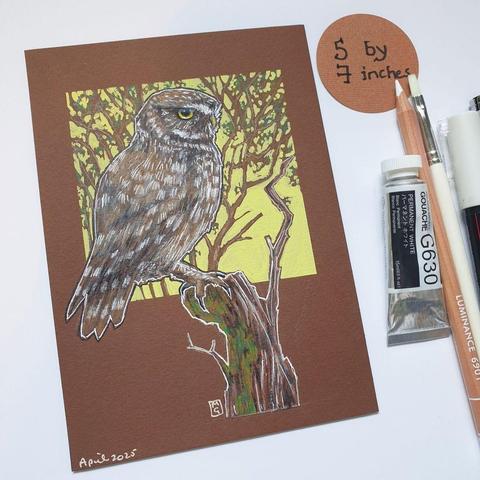 A small drawing of a little owl sitting on a branch stump, with a background of tree branches. The drawing is on dark brown pastel paper.
The aptly named Little Owl is Britain's smallest owl. The little owl has piercing yellow eyes and mottled brown and cream colouring across its head and body. The wings are rounded and move with rapid wingbeats.
An original art work
Colour pencil and mixed media on acid free toned artist paper
5 by 7 inches (12.7 by 17.8 cm).
Sold unframed