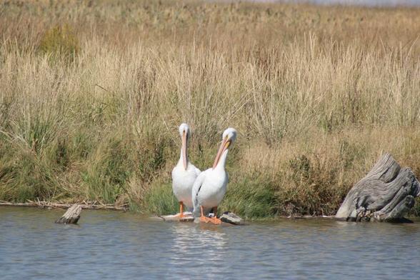 Two pelicans preening themselves while standing on some stones at the edge of a river. In the background is a field of dry grasses.