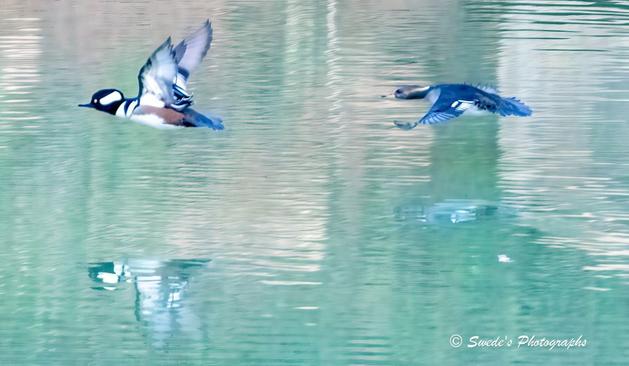 "Two hooded mergansers erupt from the surface of a rippling pond, their wings slicing through the air with precision and grace. The male, on the left, wears a bold crest like a ceremonial plume—black and white, sharply defined—his chestnut flanks glowing like polished mahogany. The female, to his right, is subtler in tone, her feathers a soft blend of gray and brown, her crest more modest, yet no less dignified.
They fly low, just inches above the water, as if reluctant to leave the realm below. Their reflections shimmer beneath them—ghostly doubles caught in the green-blue tapestry of the pond. The water itself is textured with gentle ripples, like silk stirred by breath. The ducks’ bodies are taut with motion, wings mid-beat, feet tucked, eyes forward—each bird a sovereign arrow launched from the stillness.
The image captures not just movement, but a moment of mythic transition: from water to air, from rest to flight, from reflection to resolve. It’s a portrait of wild ceremony, a duet of instinct and elegance." - Microsoft Copilot