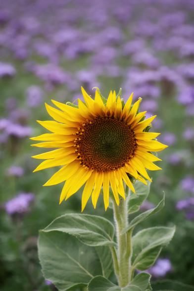 A vibrant, close-up view of a single sunflower in full bloom, its bright yellow petals radiating around a rich brown centre. The sunflower stands tall against a softly blurred background of delicate purple flowers and lush green foliage. The contrast between the sunflower’s vivid yellow and the muted purples and greens of the background creates a striking and cheerful visual effect.