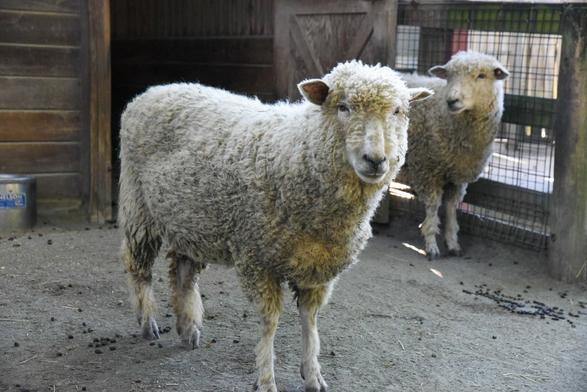 Description Provided by @marylandzoo: 
Cotswold sheep before shearing