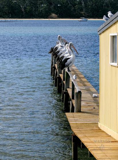 Es sind 7 Pelikane und eine Möwe zu sehen, die auf einer Brüstung eines Steges sitzen und alle in gleiche Richtung (nach rechts) blicken, links und dahinter ist das Meer und Ufer zu sehen. Rechts vorne ein Teil des Bootshauses, das hellgelbe Holzfassade hat. 

AI disclaimer: Using my work, its meta , written or derived description to create media with or train AI based systems is prohibited.