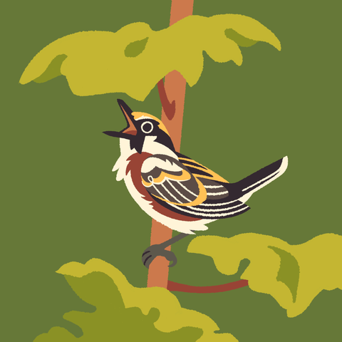 A painting of a chestnut-sided warbler standing on the stalk of a plant, large leaves surrounding it. It has its beak open wide, singing.