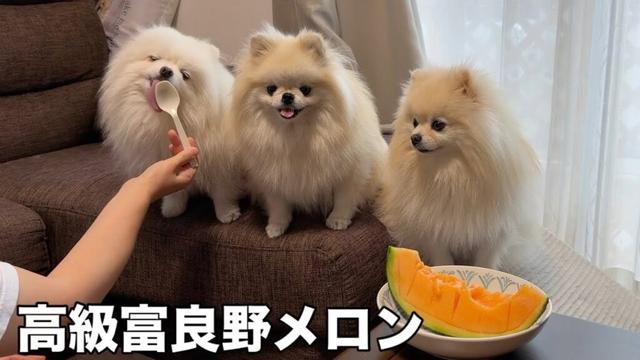 こんな幸せそうな顔して食べるポメラニアン見たことありますか