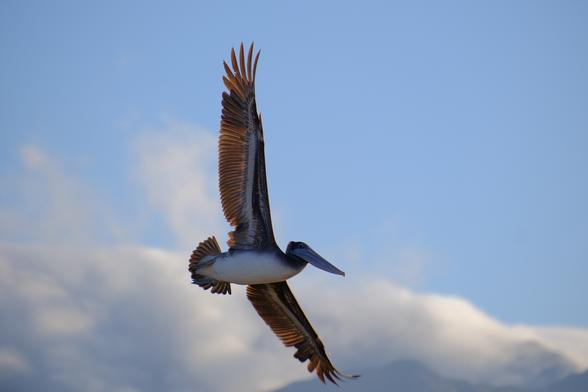 A Brown Pelican,a large bird with white body, brown wings and a big bill. Wings spread and tail fanned. Low frame cloudy, blue sky above.