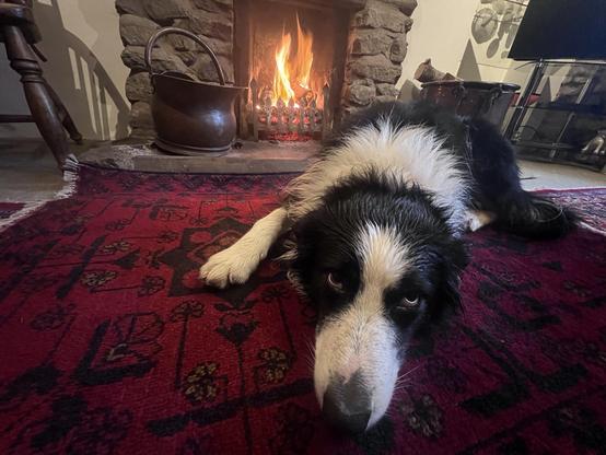 A gloomy collie dries out in front of a blazing fire