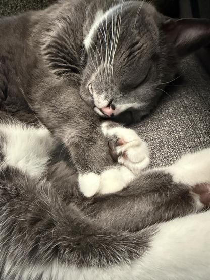 A gray cat with white markings is peacefully sleeping, curled up with its paws tucked in.