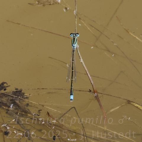 Eine kleine, schlanke Libelle in Schwarz-Blau hält sich fest an einem braunen, krummen Bisenblatt, das aus einem Teich mit trübem, braunen Wasser ragt. Ihre kurzen Flügel trägt sie zusammengelegt über dem Rücken. Charakteristisch für die Art ist der hellblaue Farbring, der sich über das halbe achte und da ganze neunte Hinterleibssegment erstreckt.
