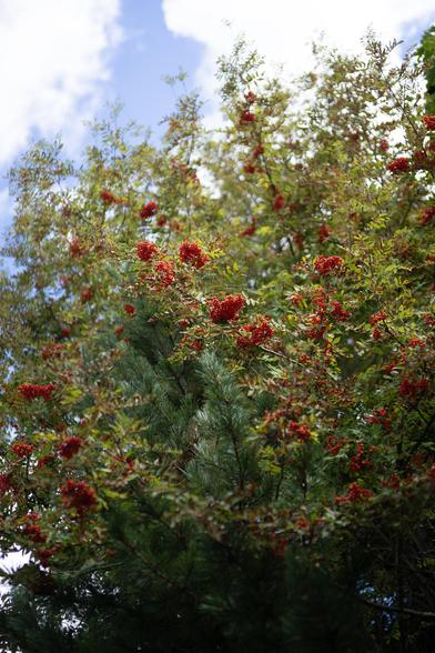 Végétation, du rouge et du vert, entouré de ciel et de nuages