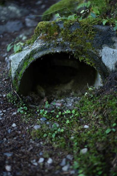 Tunnel végétal, lumière emprisonnée