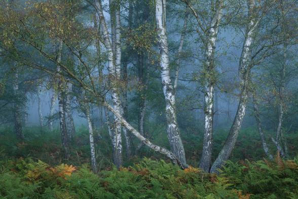 Eine Waldszene mit Birken am Morgen mit Nebel. Insgesamt bläuliche Stimmung durch den Nebel. Im Vordergrund viel Farn. Ansonsten sind an sich nur mehr oder weniger wild wachsende Birken im Foto.