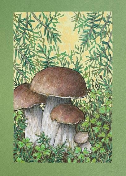 A small drawing of a group of penny bun mushrooms with clover and evergreen foliage in the undergrowth. There is a yellow and green bright background. The drawing is on green pastel paper.
An original art work, sold unframed.
Colour pencil and mixed media on acid free toned artist paper
5 by 7 inches (12.7 by 17.8 cm).