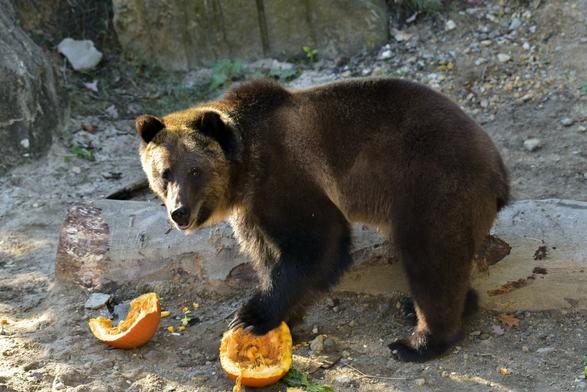 A brown bear is standing on a rock, with its head bent down and its paws reaching towards a small, partially eaten orange. The bear's body is partially visible on the left side of the image, while the orange and the bear's head are in focus, indicating a close-up of the scene.