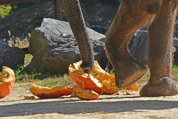 In the image, a large elephant is seen standing on a dirt ground, with its feet slightly lifted off the ground. The elephant appears to be eating a piece of an orange fruit, which is now half-eaten. A large rock is visible in the background, adding to the natural scenery. Another orange fruit can be seen near the elephant, perhaps indicating that there is a food source available for the animal.