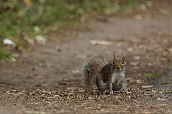 A small grey squirrel crouches on a dirt path, looking directly at the camera. Its bushy tail is prominent. The background is a blurry mix of dirt and greenery. Please visit http://www.lukehaigh.co.uk. #Birds #lukehaigh #birdphotography #photography