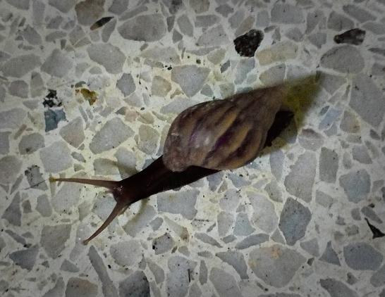 A photo of a snail on a granite floor.