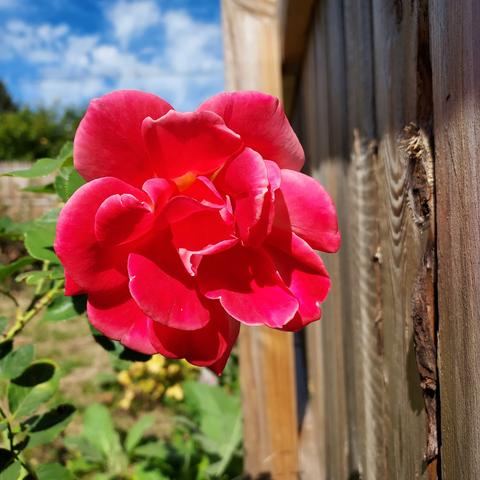 a hot-pink rose with white around the edges.  wooden fence to the right, rose bush leaves to the left.